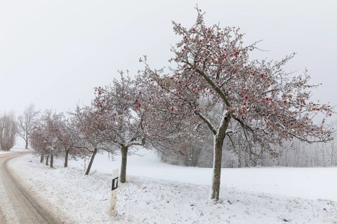 Apple trees (malus) still full of apples covered in snow, onset of winter in Oberwartha, Dresden,