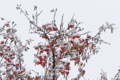 Ripe apples covered in snow on the branches of an apple tree, onset of winter in Oberwartha,