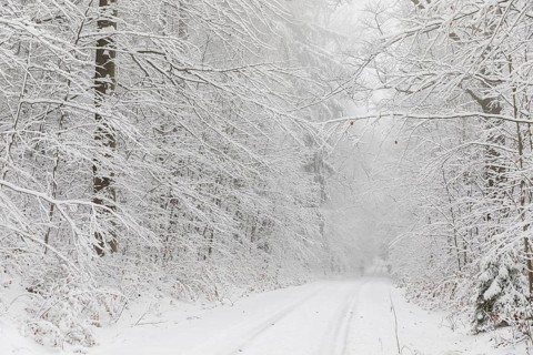 Snowy forest trail in the Tharandter Forest, Saxony, Germany
