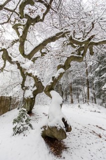 Snow-covered Süntel beech, copper beech (Fagus sylvatica), Tharandt Forest, Saxony, Germany