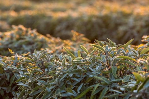Dew and first morning light on the leaves of Common sage (salvia officinalis), Saxony, Germany