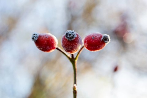 3 rose hips with hoarfrost in autumn, Saxony, Germany