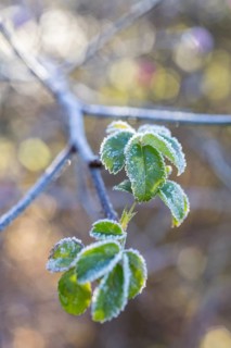 Leaves of a rose (pink) with hoarfrost, Saxony, Germany