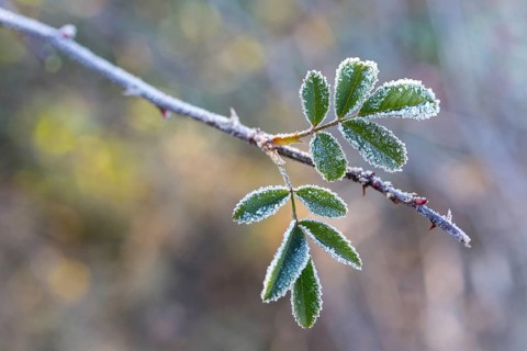 Leaves of a rose (pink) with hoarfrost, Saxony, Germany