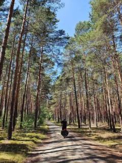 A bicycle rides on a natural cycle path through a pine forest with tall trees and blue skies,