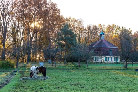 Horses (Equus) in the pasture in the first morning light, in the background the historic gondola