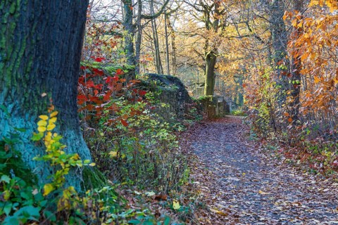 Trail through the autumn forest on the Dardanelles, Moritzburg Castle, Saxony, Germany
