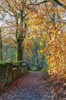 Trail through the autumn forest on the Dardanelles, Moritzburg Castle, Saxony, Germany