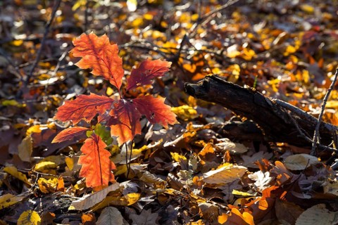 The oak leaves (quercus) glow red in autumn forest, Moritzburg, Saxony, Germany