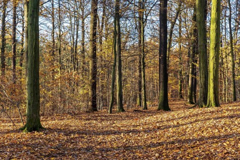 Sun shines in the autumn forest and makes the last leaves glow, Moritzburg, Saxony, Germany