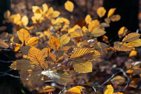 Yellow glow of the beech leaves (fagus) in autumn forest, Moritzburg, Saxony, Germany