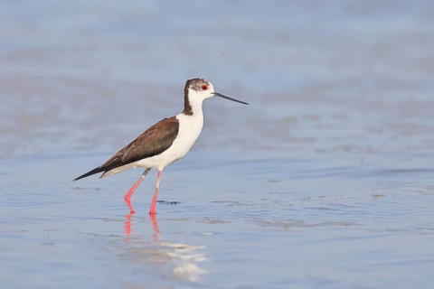 Black-winged Stilt (Himantopus himantopus) foraging in the shallow water of a lake shore, Wildlife,