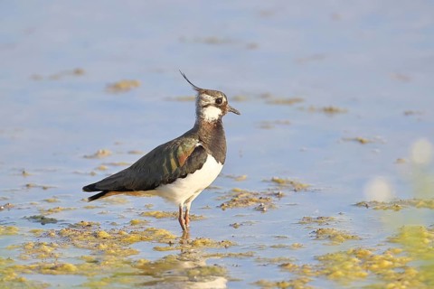 Lapwing (Vanellus vanellus), foraging in the shallow water of a lake shore, wildlife, wading bird,