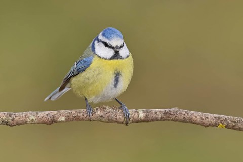 Blue tit (Parus caeruleus), sitting on a branch, Wilnsdorf, North Rhine-Westphalia, Germany