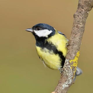 Great Tit (Parus major), male sitting on a branch overgrown with moss and lichen, Wildlife,
