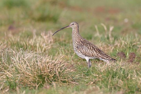 Eurasian curlew (Numenius arquata), foraging in a meadow, wildlife, animals, birds, snipe family,