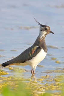 Lapwing (Vanellus vanellus), foraging in the shallow water of a lake shore, wildlife, wading bird,