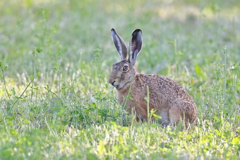 European hare (Lepus europaeus) sitting in a meadow and eating herbs, Wildlife, Animals, Nature