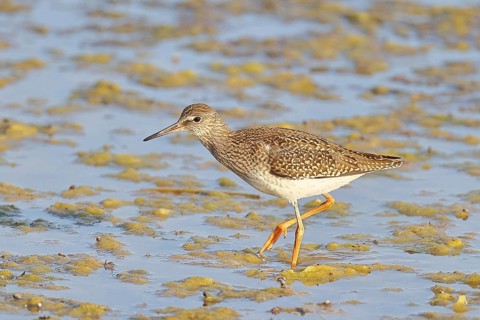 Redshank (Tringa totanus) walking in the silt on the shore, Ziggsee, Lake Neusiedl National Park,