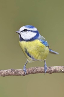 Blue tit (Parus caeruleus), sitting on a branch, Wilnsdorf, North Rhine-Westphalia, Germany