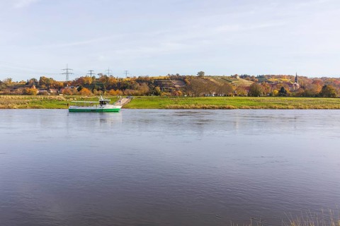 Elbe ferry on the Elbe in Diesbar-Seußlitz, with the autumnal vineyards and palace complex in the