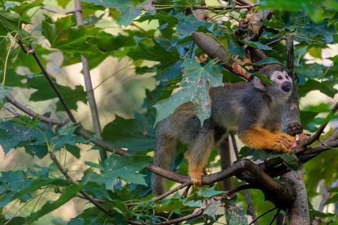 A Central American squirrel monkey (Saimiri oerstedii) looks for food in a green bush. Costa Rica,