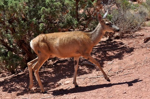 A mule deer (Odocoileus hemionus) running through a dry, bushy desert landscape, Arches National