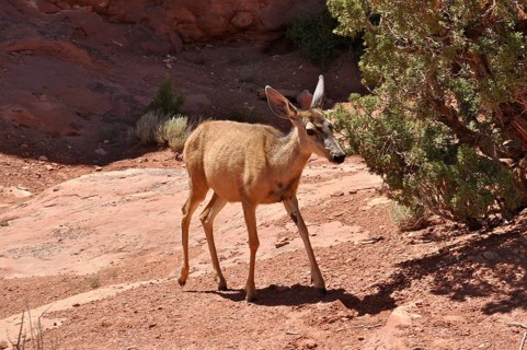 Mule deer (Odocoileus hemionus) standing in sandy rocky landscape next to shrubs, Arches National