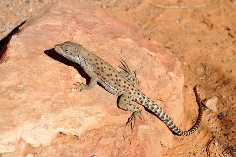 Leopard iguana (Gambelia wislizenii) resting on a warm rock in the sunlight, Arches National Park,