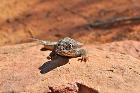 Leopard iguana (Gambelia wislizenii) on a reddish rock in the desert, Arches National Park, Utah,