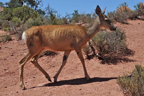 A mule deer (Odocoileus hemionus) walks through an arid desert landscape, Arches National Park,