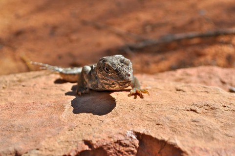 Leopard iguana (Gambelia wislizenii) sunbathing on a warm rock, Arches National Park, Utah, USA