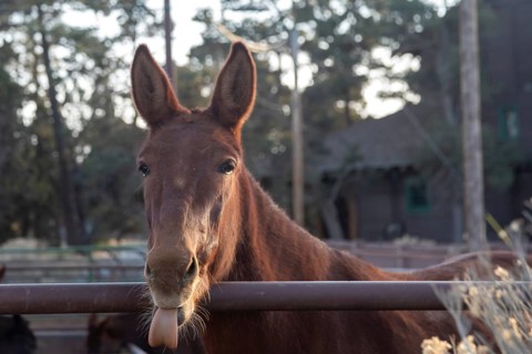 Grand Canyon National Park, Arizona - A Grand Canyon mule shows off its tongue. It is one of