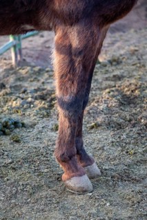 Grand Canyon National Park, Arizona - The front legs and hoofs of one of approximately 150 mules in