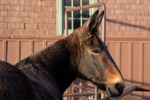 Grand Canyon National Park, Arizona - One of the approximately 150 mules in the herd that take
