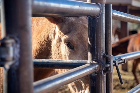 Grand Canyon National Park, Arizona - One of the approximately 150 mules in the herd used to take