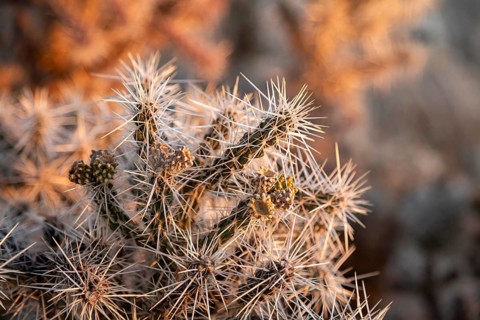 Grand Canyon National Park, Arizona - Whipple chola (Cylindropuntia whipplei), a cactus growing on