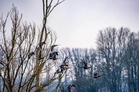 Bislicher Insel, nature reserve on the Rhine, Altrheinarm, near Xanten, Lower Rhine, Wesel