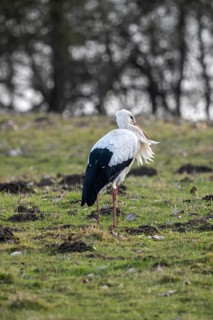 The Bislicher Insel, nature reserve on the Rhine, Altrheinarm, near Xanten, Lower Rhine, Wesel