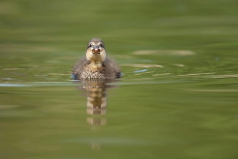 Mallard duck (Anas platyrhynchos) juvenile baby duckling bird on a lake in spring, England, United