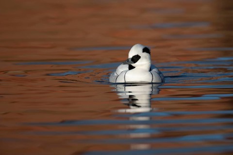 Smew (Mergellus albellus) adult male sawbill duck bird on a lake in winter, England, United KIngdom