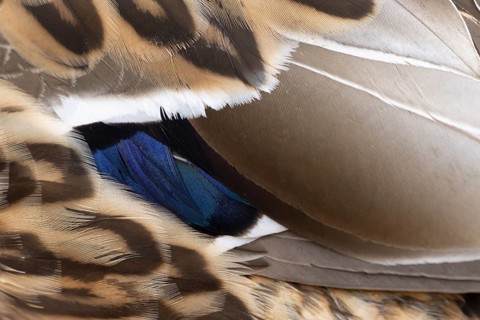 Mallard duck (Anas platyrhynchos) adult female bird close up of its wing feathers, England, United