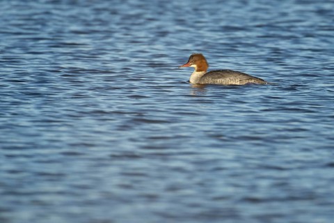 Goosander (Mergus merganser) adult female sawbill bird on a lake in winter, RSPB Titchwell nature