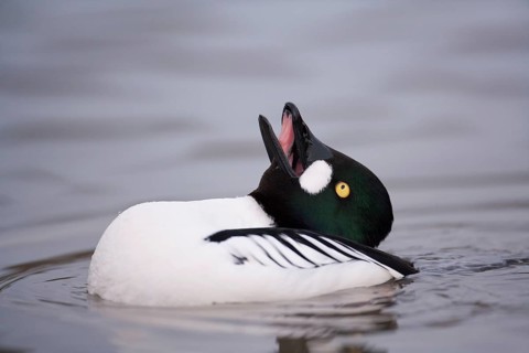 Goldeneye (Bucephala clangula) adult male duck bird displaying on a lake in winter, England, United