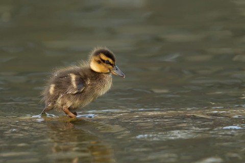 Mallard duck (Anas platyrhynchos) juvenile baby duckling bird in shallow water in spring, England,