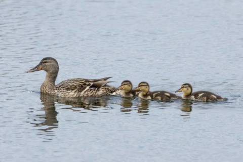 Mallard duck (Anas platyrhynchos) adult female and three juvenile baby ducklings on a lake in