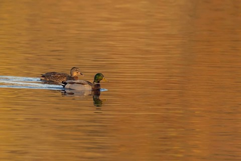 Mallard duck (Anas platyrhynchos) adult male and female two birds on a lake, England, United