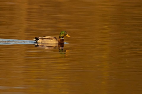 Mallard duck (Anas platyrhynchos) adult male bird on a lake, England, United KIngdom
