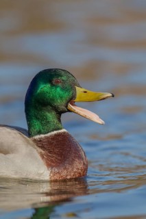 Mallard duck (Anas platyrhynchos) adult male bird calling quacking with its beak open on a lake,