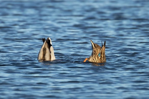 Mallard duck (Anas platyrhynchos) adult male and female two birds feeding or dabbling on a lake,